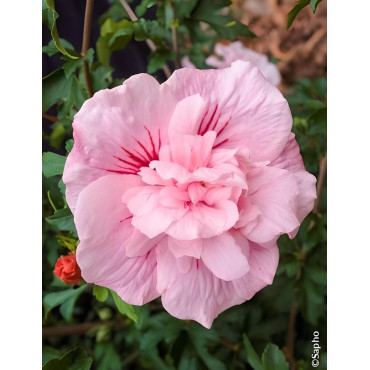 HIBISCUS syriacus PINK CHIFFON® - Hibiscus, Althéa