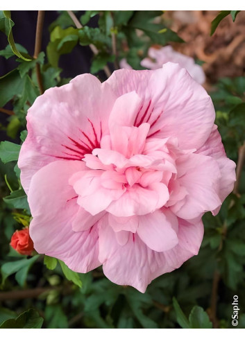 HIBISCUS syriacus PINK CHIFFON® - Hibiscus, Althéa