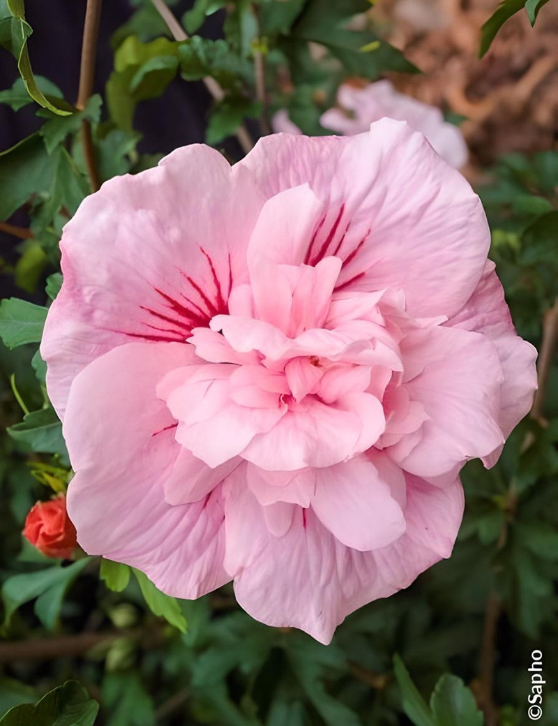 HIBISCUS syriacus PINK CHIFFON® - Hibiscus, Althéa