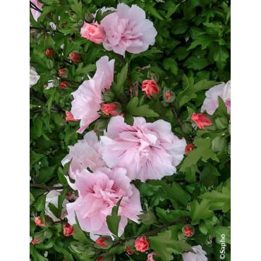 HIBISCUS syriacus PINK CHIFFON® - Hibiscus, Althéa