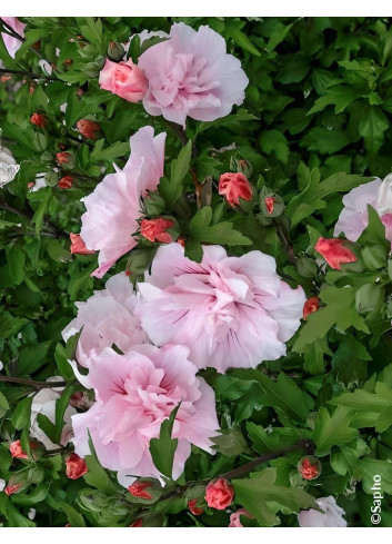 HIBISCUS syriacus PINK CHIFFON® - Hibiscus, Althéa