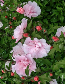 HIBISCUS syriacus PINK CHIFFON® - Hibiscus, Althéa