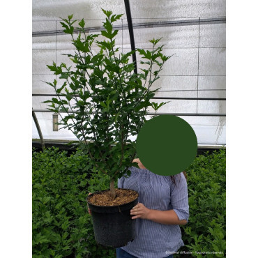 HIBISCUS syriacus RED HEART - Hibiscus, Althéa En pot de 10-12 litres buisson hauteur 060-080 cm
