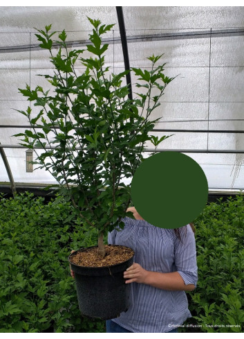 HIBISCUS syriacus RED HEART - Hibiscus, Althéa En pot de 10-12 litres buisson hauteur 060-080 cm