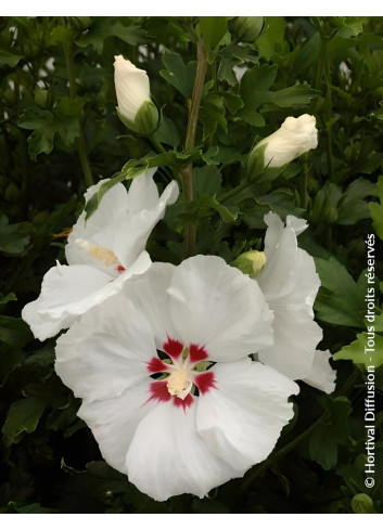 HIBISCUS syriacus RED HEART - Hibiscus, Althéa