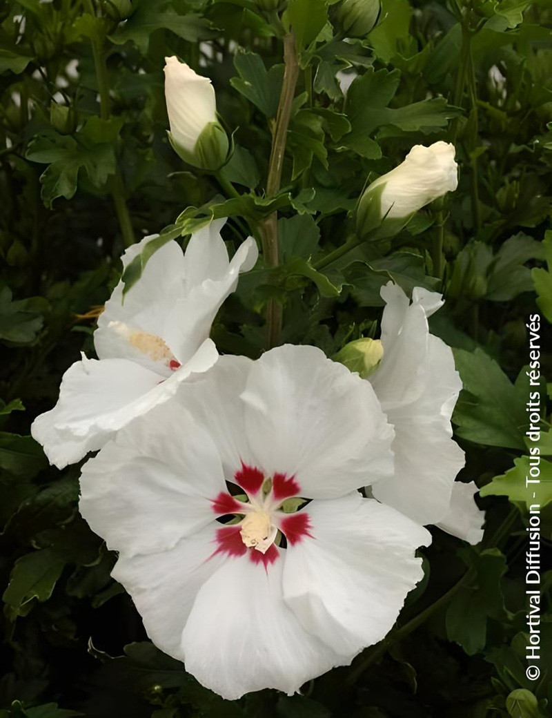 althea-red-heart-hibiscus-syriacus-red-heart.jpg
