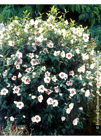 HIBISCUS syriacus RED HEART - Hibiscus, Althéa