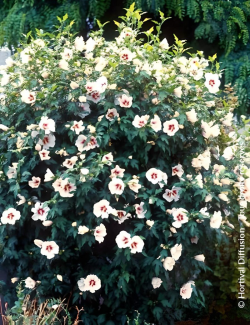 althea-red-heart-hibiscus-syriacus-red-heart-1.jpg