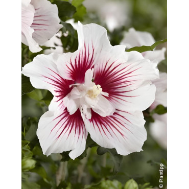 HIBISCUS syriacus STARBURST CHIFFON® - Hibiscus, Althéa