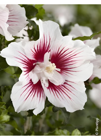 HIBISCUS syriacus STARBURST CHIFFON® - Hibiscus, Althéa