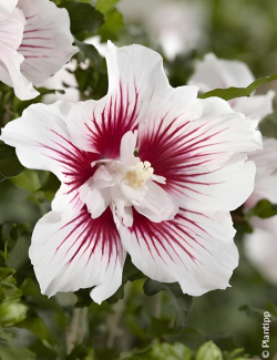 althea-starburst-chiffon-hibiscus-syriacus-starburst-chiffon.jpg