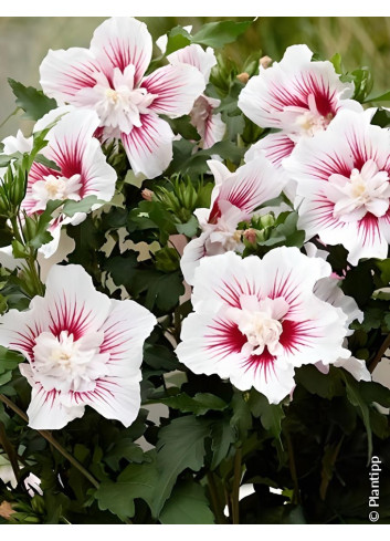 HIBISCUS syriacus STARBURST CHIFFON® - Hibiscus, Althéa