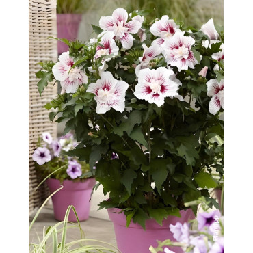 HIBISCUS syriacus STARBURST CHIFFON® - Hibiscus, Althéa