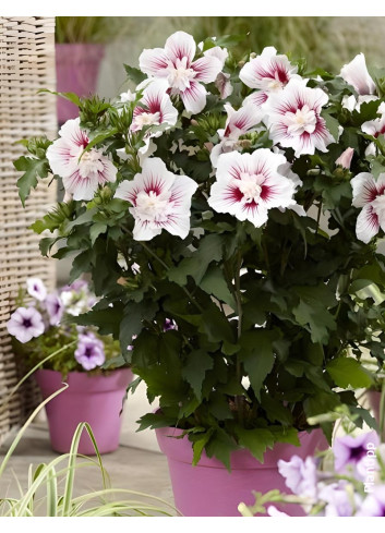 HIBISCUS syriacus STARBURST CHIFFON® - Hibiscus, Althéa