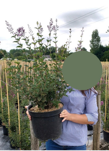 SYRINGA RED PIXIE - Lilas En pot de 10-12 litres buisson hauteur 060-080 cm SYRINGA RED PIXIE - Lilas En pot de 10-12 litres buisson hauteur 060-080 cm