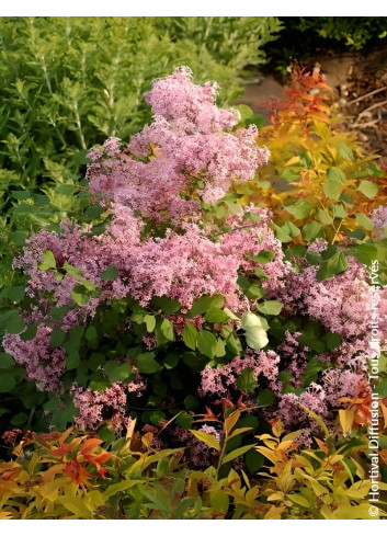 SYRINGA RED PIXIE - Lilas