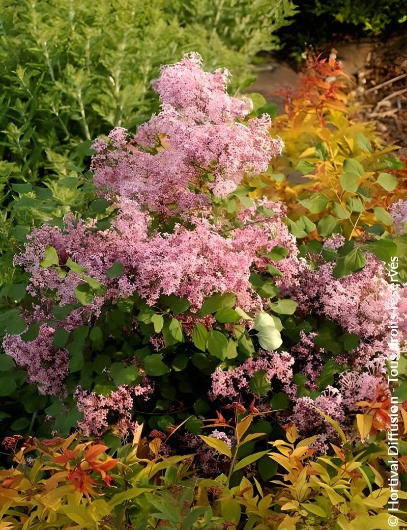 SYRINGA RED PIXIE - Lilas SYRINGA RED PIXIE - Lilas