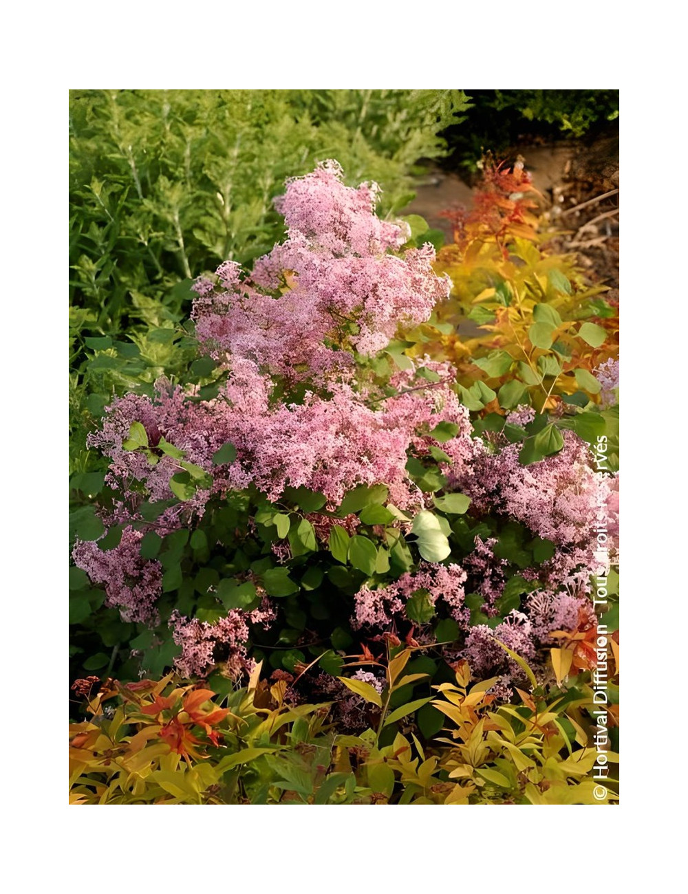 SYRINGA RED PIXIE - Lilas SYRINGA RED PIXIE - Lilas