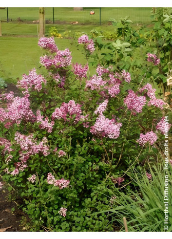SYRINGA RED PIXIE - Lilas SYRINGA RED PIXIE - Lilas