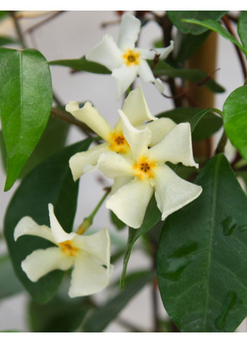 TRACHELOSPERMUM jasminoides STAR OF TOSCANE - Jasmin étoilé