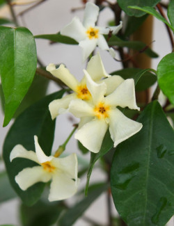TRACHELOSPERMUM jasminoides STAR OF TOSCANE - Jasmin étoilé