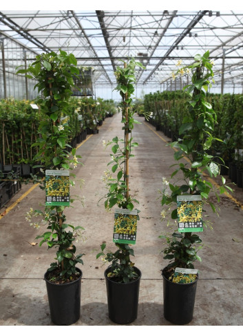 TRACHELOSPERMUM jasminoides STAR OF TOSCANE - Jasmin étoilé En pot de 3-4 litres hauteur 080-100 cm