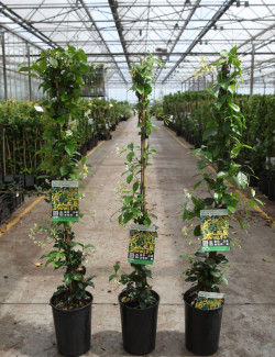 TRACHELOSPERMUM jasminoides STAR OF TOSCANE - Jasmin étoilé En pot de 3-4 litres hauteur 080-100 cm