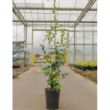 TRACHELOSPERMUM jasminoides STAR OF TOSCANE - Jasmin étoilé En pot de 7-10 litres hauteur 125-150 cm