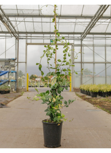 TRACHELOSPERMUM jasminoides STAR OF TOSCANE - Jasmin étoilé En pot de 7-10 litres hauteur 125-150 cm