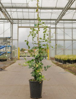 TRACHELOSPERMUM jasminoides STAR OF TOSCANE - Jasmin étoilé En pot de 7-10 litres hauteur 125-150 cm