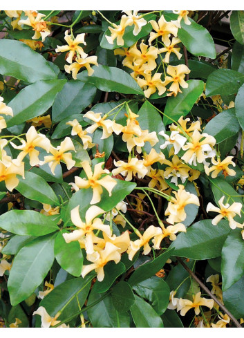TRACHELOSPERMUM jasminoides STAR OF TOSCANE - Jasmin étoilé
