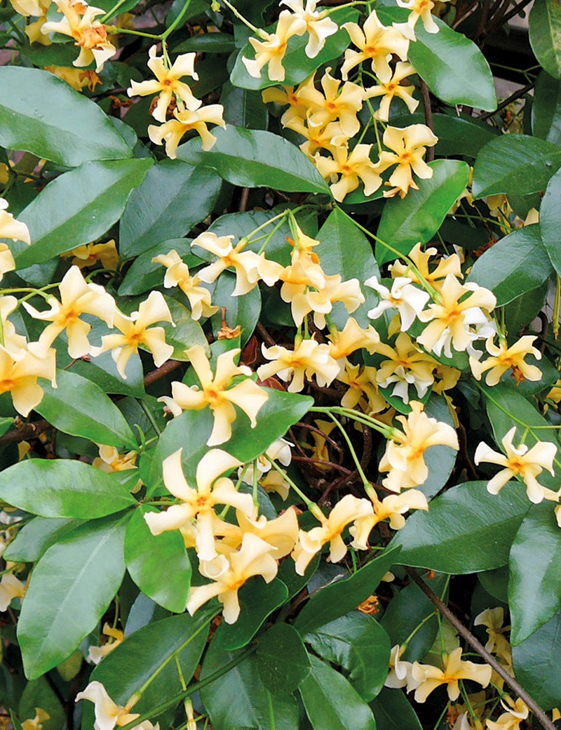 TRACHELOSPERMUM jasminoides STAR OF TOSCANE - Jasmin étoilé