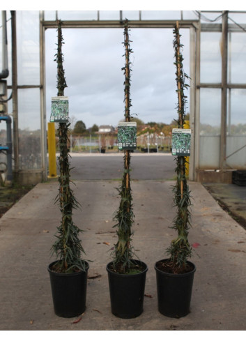 TRACHELOSPERMUM jasminoides WATERWHEEL - Jasmin étoilé En pot de 7-10 litres hauteur 125-150 cm