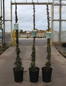 TRACHELOSPERMUM jasminoides WATERWHEEL - Jasmin étoilé En pot de 7-10 litres hauteur 125-150 cm