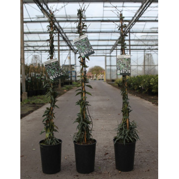 TRACHELOSPERMUM jasminoides WATERWHEEL - Jasmin étoilé En pot de 3-4 litres hauteur 080-100 cm