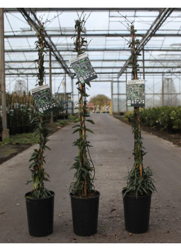 TRACHELOSPERMUM jasminoides WATERWHEEL - Jasmin étoilé En pot de 3-4 litres hauteur 080-100 cm