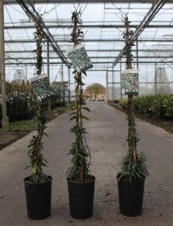 TRACHELOSPERMUM jasminoides WATERWHEEL - Jasmin étoilé En pot de 3-4 litres hauteur 080-100 cm