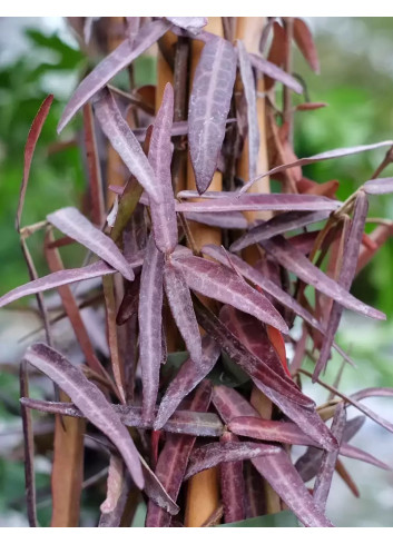 TRACHELOSPERMUM jasminoides WATERWHEEL - Jasmin étoilé