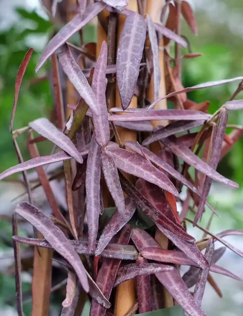 TRACHELOSPERMUM jasminoides WATERWHEEL - Jasmin étoilé