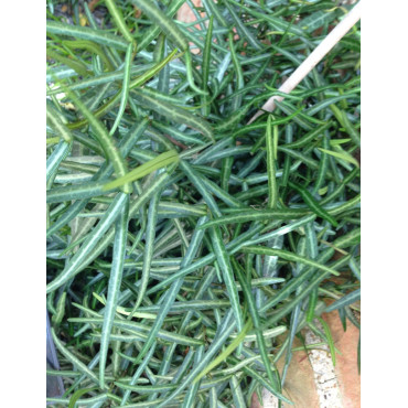 TRACHELOSPERMUM jasminoides WATERWHEEL - Jasmin étoilé