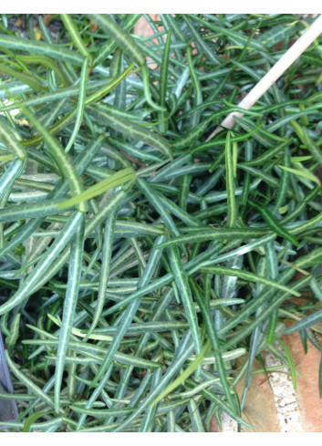 TRACHELOSPERMUM jasminoides WATERWHEEL - Jasmin étoilé