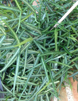 TRACHELOSPERMUM jasminoides WATERWHEEL - Jasmin étoilé