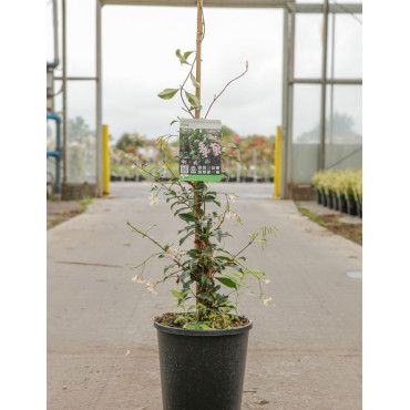 TRACHELOSPERMUM jasminoides PINK - Jasmin étoilé En pot de 7-10 litres hauteur 125-150 cm