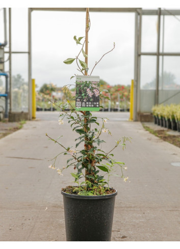 TRACHELOSPERMUM jasminoides PINK - Jasmin étoilé En pot de 7-10 litres hauteur 125-150 cm