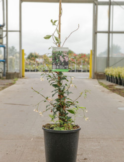 TRACHELOSPERMUM jasminoides PINK - Jasmin étoilé En pot de 7-10 litres hauteur 125-150 cm