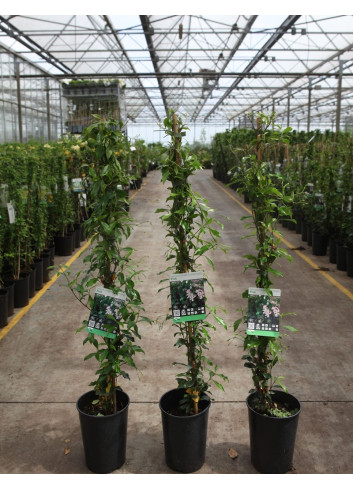 TRACHELOSPERMUM jasminoides PINK - Jasmin étoilé En pot de 3-4 litres hauteur 080-100 cm