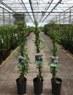 TRACHELOSPERMUM jasminoides PINK - Jasmin étoilé En pot de 3-4 litres hauteur 080-100 cm