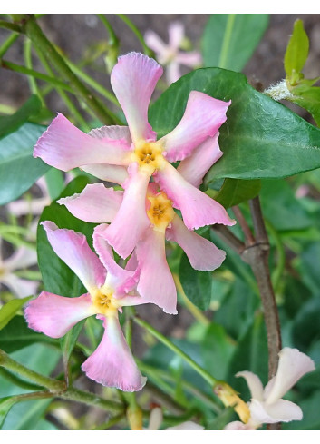 TRACHELOSPERMUM jasminoides PINK - Jasmin étoilé