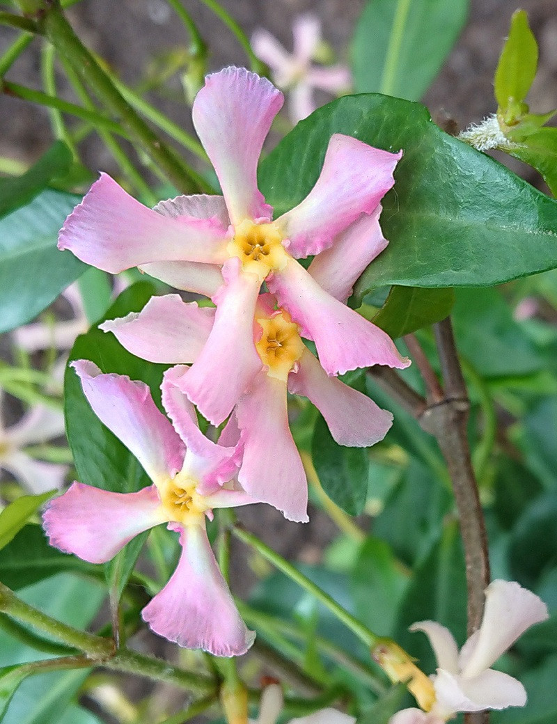 TRACHELOSPERMUM jasminoides PINK - Jasmin étoilé