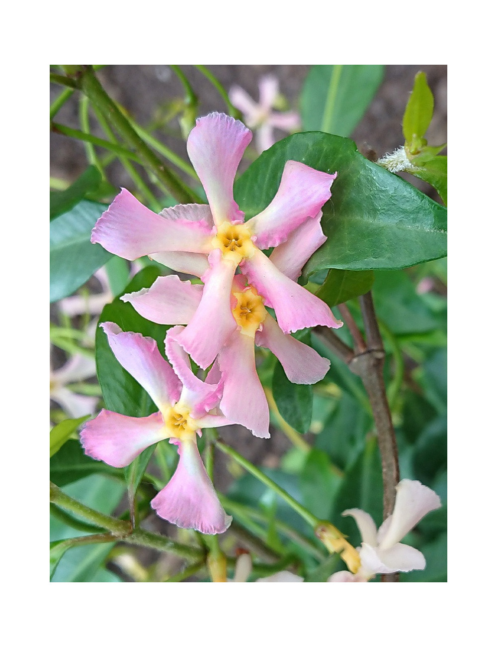 TRACHELOSPERMUM jasminoides PINK - Jasmin étoilé
